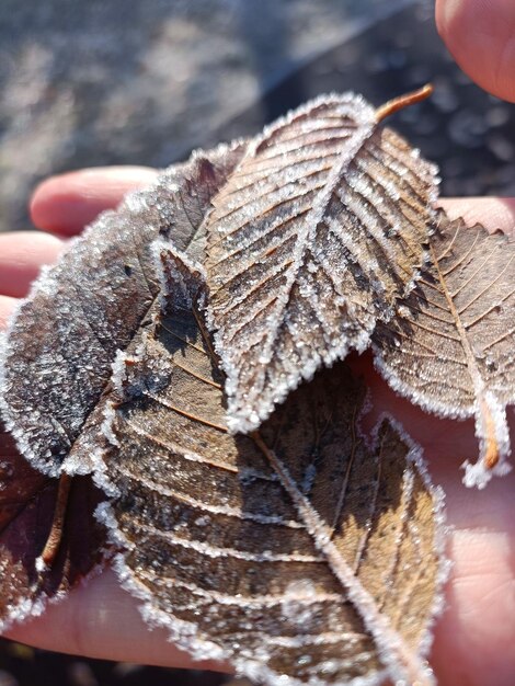 Primo piano di foglie congelate