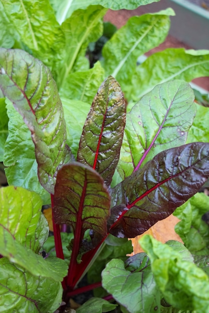 Primo piano di foglie di barbabietola rossa lat Beta vulgaris L su un letto decorativo in un parco autunnale