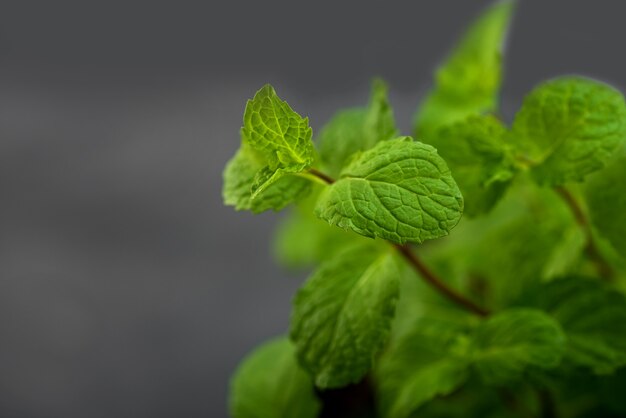 Primo piano di foglie di menta fresca su una pietra sfondo texture