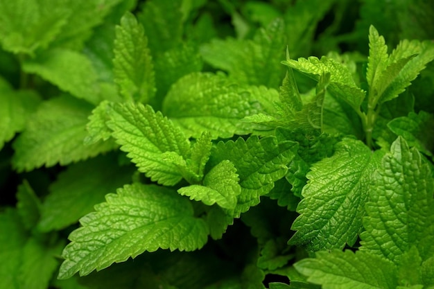 Primo piano di foglie di menta fresca visualizzate sul mercato delle erbe