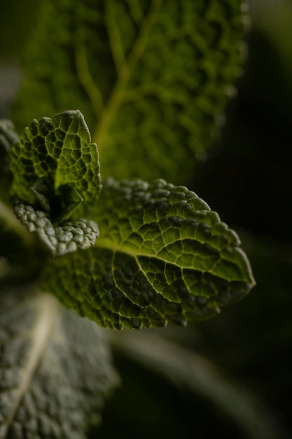 Primo piano di foglie di menta fresca