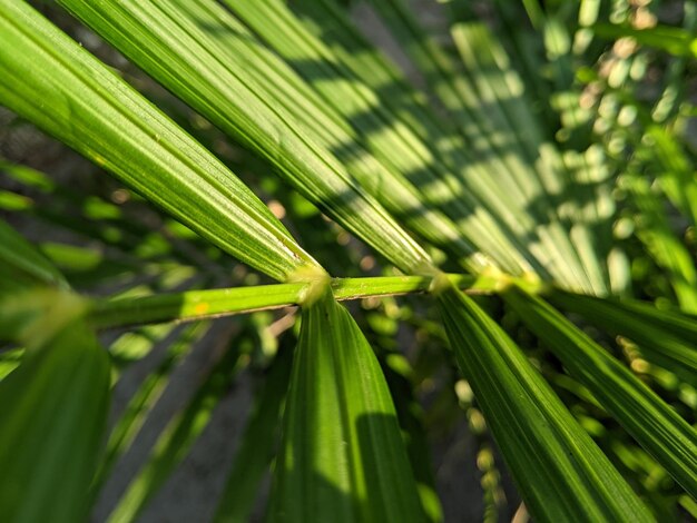 Primo piano di foglie di palma con raggi di luce solare rifratti su foglie con sfondo sfocato