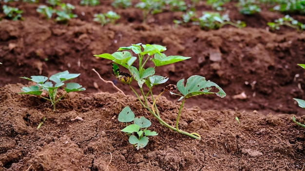 primo piano di foglie di patata dolce appena piantate