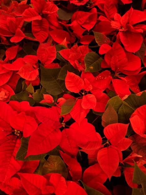 Primo piano di foglie di piante di colore rosso e verde