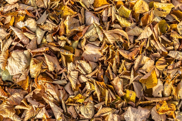 Primo piano di foglie secche arancioni alla luce del sole. Sfondo di foglie d'autunno.