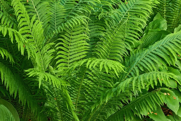 Primo piano di foglie verde brillante che crescono su una felce di struzzo in estate Dettagli e modelli di molte piante tropicali vivaci che crescono in un gruppo all'aperto Grande foglia testurizzata per decorare o ombreggiare gli spazi