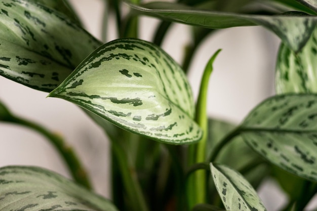 Primo piano di foglie verdi di Aglaonema con motivi astratti di piante a fogliame lussureggianti Sfondo