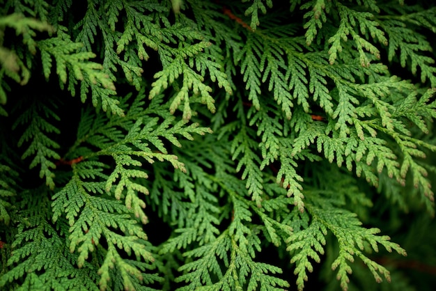 Primo piano di foglie verdi di Thuja tree su sfondo scuro.