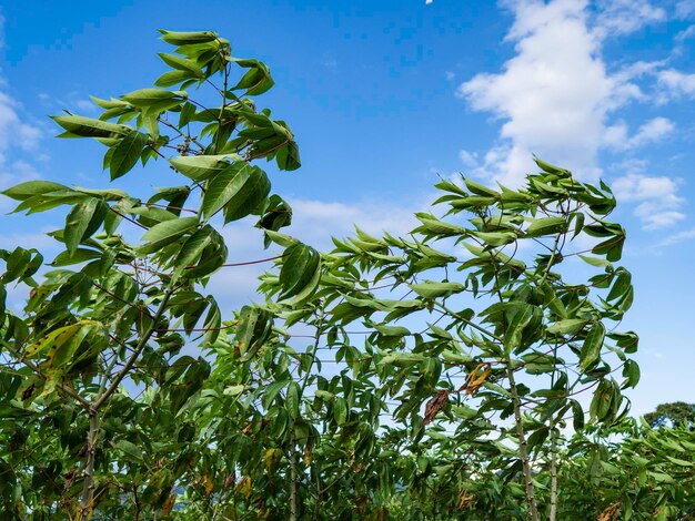 Primo piano di foglie verdi e piante in natura