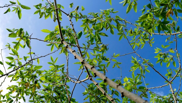 Primo piano di foglie verdi e piante in natura