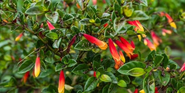 Primo piano di foglie verdi e piante in natura