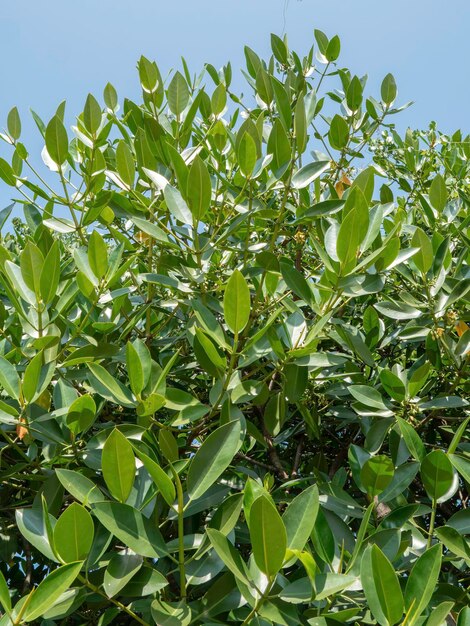 Primo piano di foglie verdi e piante in natura