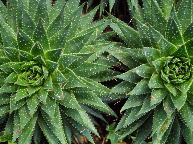 Primo piano di foglie verdi e piante in natura