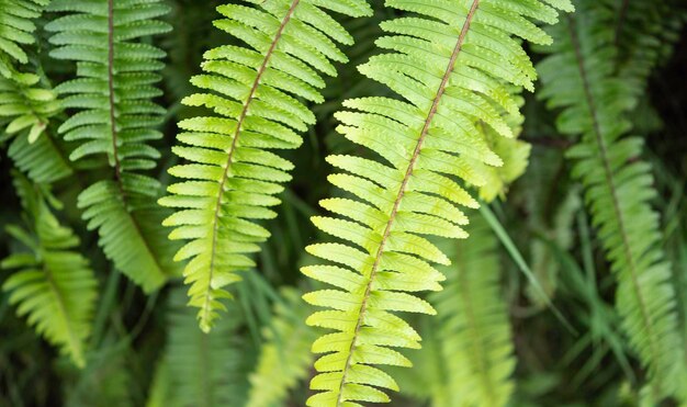 Primo piano di foglie verdi e piante in natura