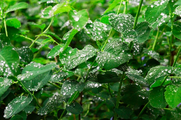 Primo piano di foglie verdi fresche con gocce d'acqua dopo la pioggia