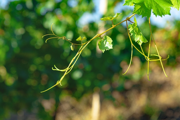 Primo piano di foglie verdi sul cespuglio di uva in una fattoria