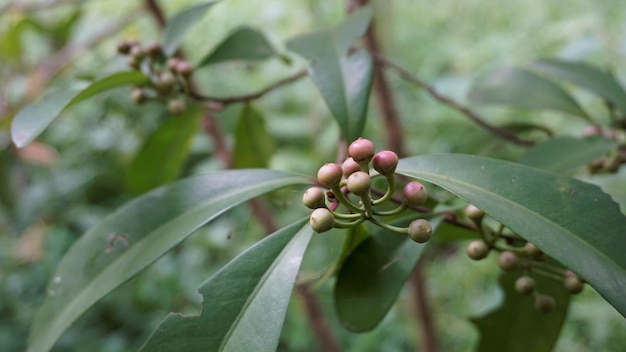 Primo piano di frutti da piante di Ardisia elliptica noto anche come pulsante scarpa ardisia Shoebutton Cina arbusto Lampenne