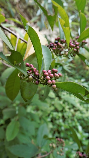 Primo piano di frutti da piante di Ardisia elliptica noto anche come pulsante scarpa ardisia Shoebutton Cina arbusto Lampenne