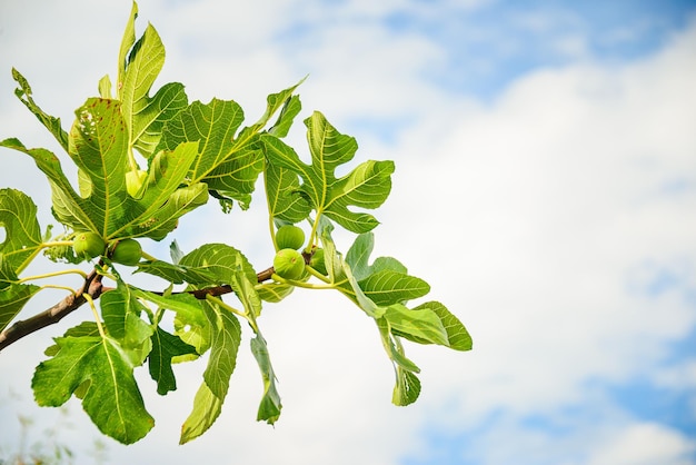 Primo piano di frutti di fico su un ramo di fico contro il cielo blu soleggiato estivo