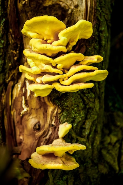 Primo piano di funghi gialli che crescono a forma di faccia su un tronco d'albero nella foresta