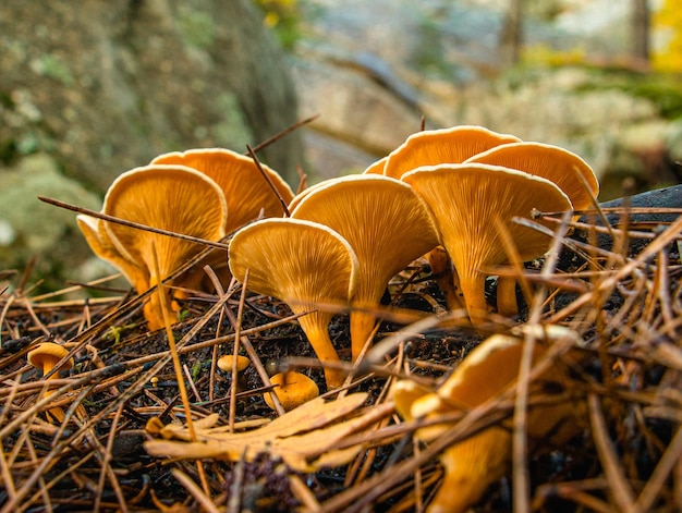 Primo piano di funghi nella foresta