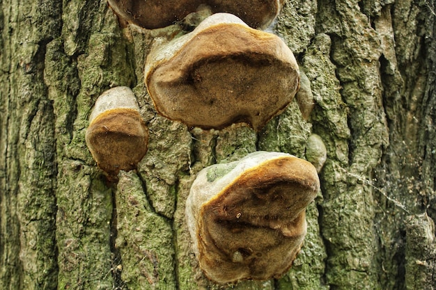 Primo piano di funghi selvatici che crescono sul tronco d'albero nella foresta. Farmacia di medicina alternativa il