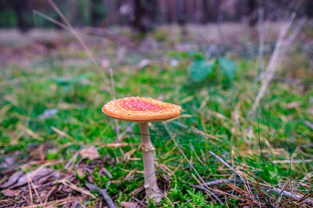 Primo piano di funghi vibranti che crescono sul suolo della foresta