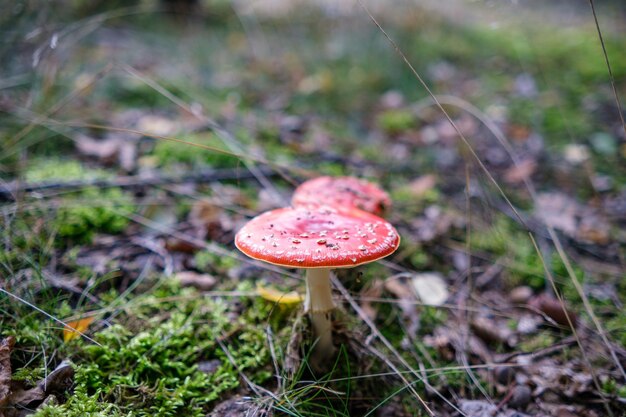 Primo piano di funghi vibranti che crescono sulla foresta