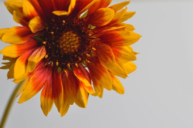 Primo piano di Gaillardia grandiflora ibrido fiore rosso e giallo