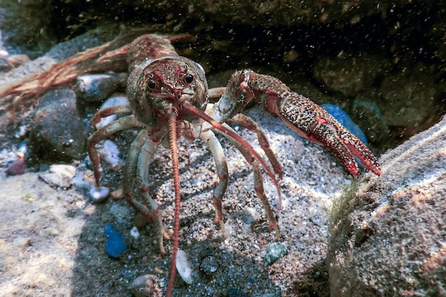 Primo piano di gamberi d'acqua dolce sott'acqua (Astacus astacus) acqua cristallina