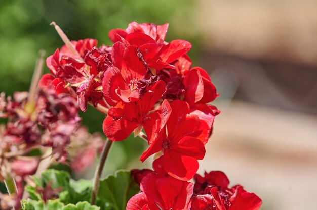 Primo piano di geranio rosso (Pelargonium Zonale) in estate dove possiamo vedere il suo stigma uscire