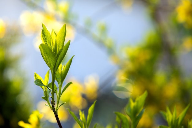 Primo piano di germogli di alberi freschi con foglie verdi in primavera.