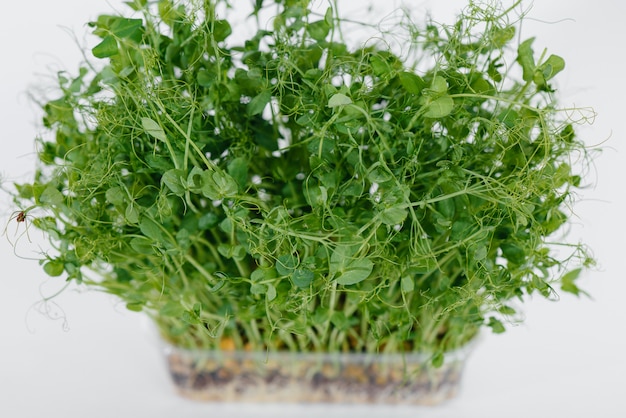 Primo piano di germogli di pisello micro-verde su un muro bianco in una pentola con terra. Cibo e stile di vita sani.