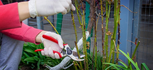 Primo piano di giardinieri in guanti protettivi con un potatore da giardino che esegue la potatura primaverile di un fuoco selettivo di un cespuglio di rose