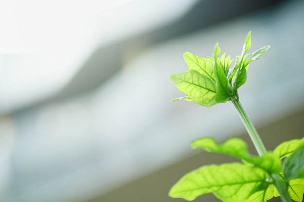 Primo piano di giovane natura vista verde foglia su sfondo sfocato edificio sotto la luce del sole con bokeh e copia spazio sfondo piante naturali paesaggio,