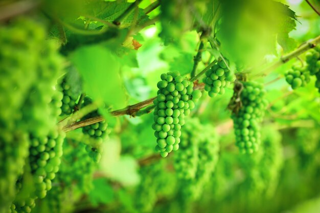 primo piano di giovane uva verde