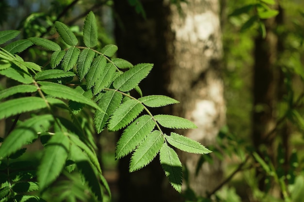 Primo piano di giovani foglie verdi di sorbo o sorbus aucuparia Foresta primaverile alla luce del sole che tramonta primavera nel nord Europa Idea di sfondo della natura con spazio di copia