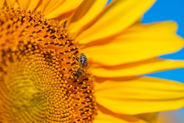 Primo piano di girasole giallo. Semi di fioritura belli soleggiati.