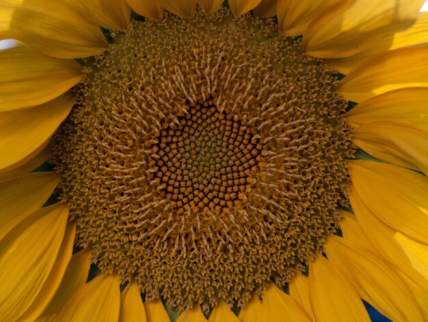 Primo piano di girasole in fiore.