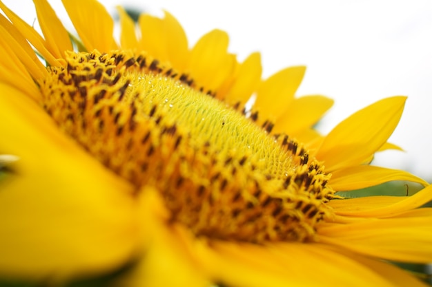 Primo piano di girasole nel campo