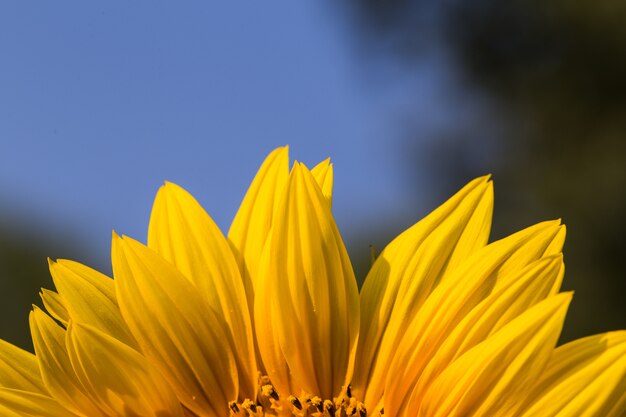 Primo piano di girasole sul campo