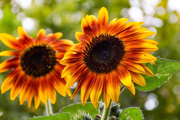 Primo piano di girasoli rossi con alberi sfondo sfocato