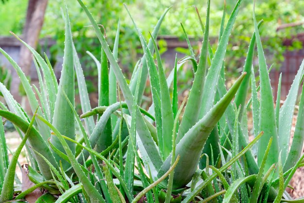 Primo piano di gocce di pioggia su aloe vera