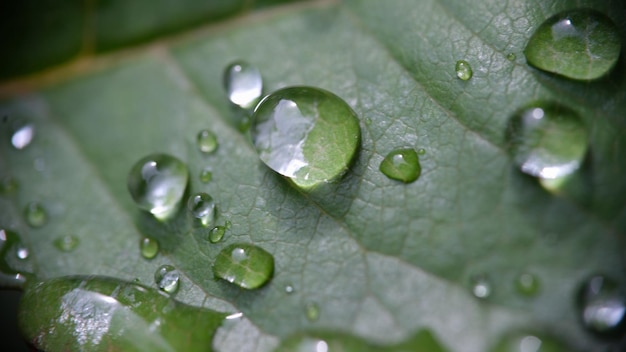 Primo piano di gocce di rugiada o pioggia cristalline su foglie verdi gocce d'acqua sulla mattina della pianta o