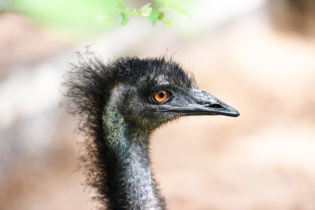 Primo piano di grande emu