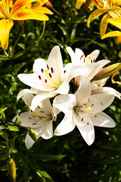 Primo piano di grandi fiori di giglio giallo-bianco alla luce del sole. Fiori di giglio in giardino