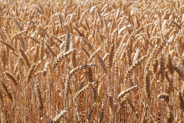 Primo piano di grano che cresce in una fattoria in una giornata di sole all'aperto Prato di terra con steli di segale in maturazione e grano di cereali coltivato su un campo di mais per essere macinato in farina nella campagna rurale