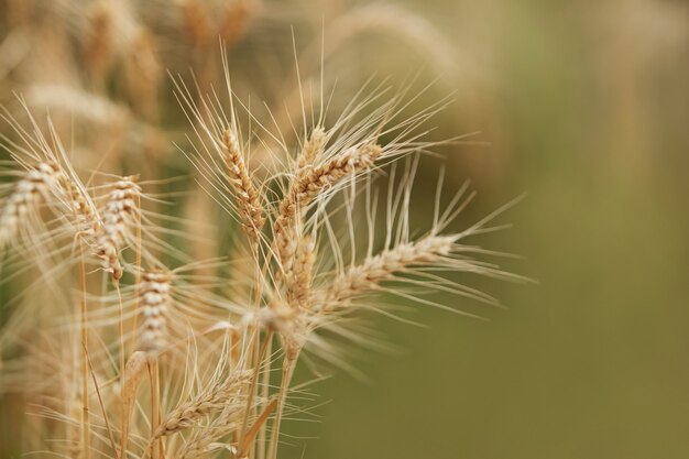 Primo piano di grano maturo