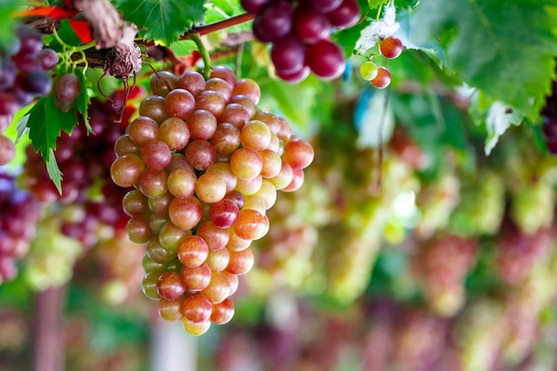 Primo piano di grappoli di frutti di uva rossa non maturi sulla vite