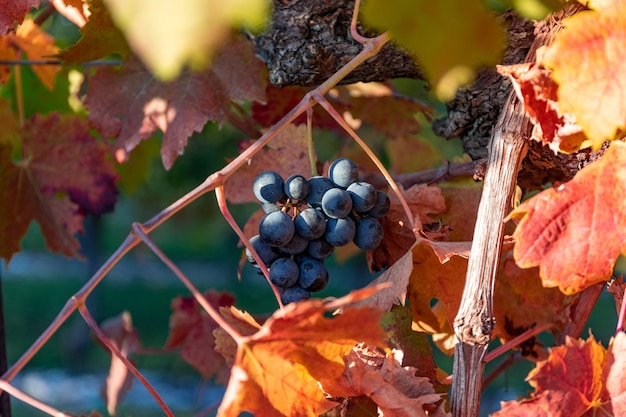 Primo piano di grappolo di uve mature belle foglie colorate della vigna pronte per la vendemmia
